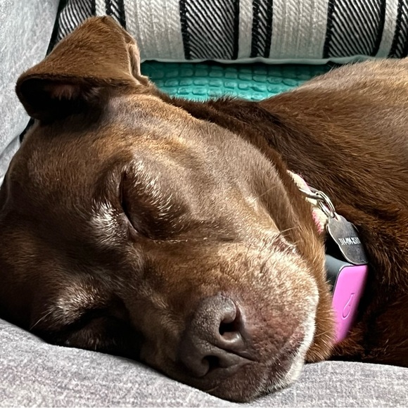 Meet your Posher, Joanie - Picture 7 of 16